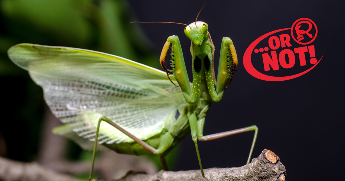 螳螂为什么要吃掉自己的配偶(农村野外树林里，为啥雌螳螂交配时候要吃掉公螳螂)-第3张图片