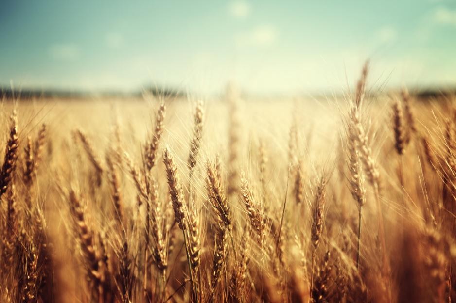 世界小麦产量排名前十（世界各国小麦产量排行榜第一的国家）-第3张图片