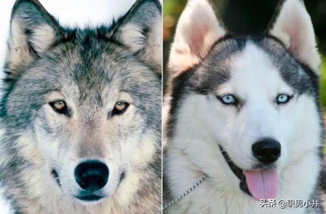 狗和狼可以繁育后代吗（狼和狗生育后是什么样的狗）-第3张图片