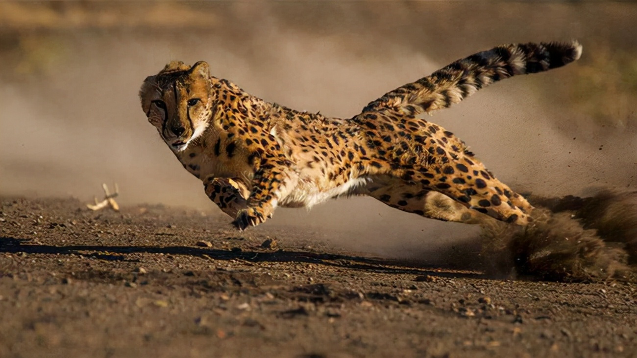 世界上跑最快的动物（世界上奔跑速度最快的动物排名）-第1张图片