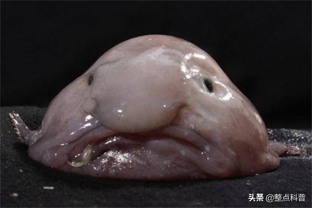 世界上最丑的鱼叫什么名字（最丑的水滴鱼是什么样子图片）-第3张图片