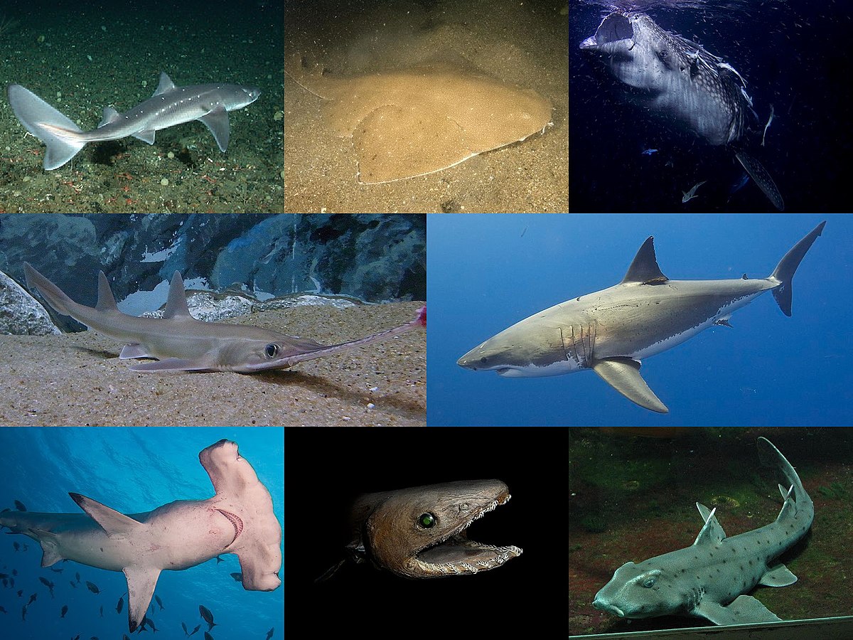 鲨鱼是什么动物种类（鲨鱼是动物还是鱼类究竟能长多大）-第1张图片