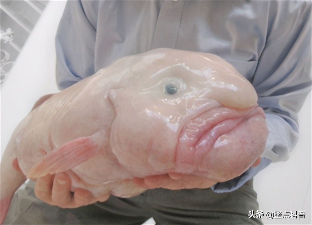 世界上最丑的鱼叫什么名字（最丑的水滴鱼是什么样子图片）-第9张图片