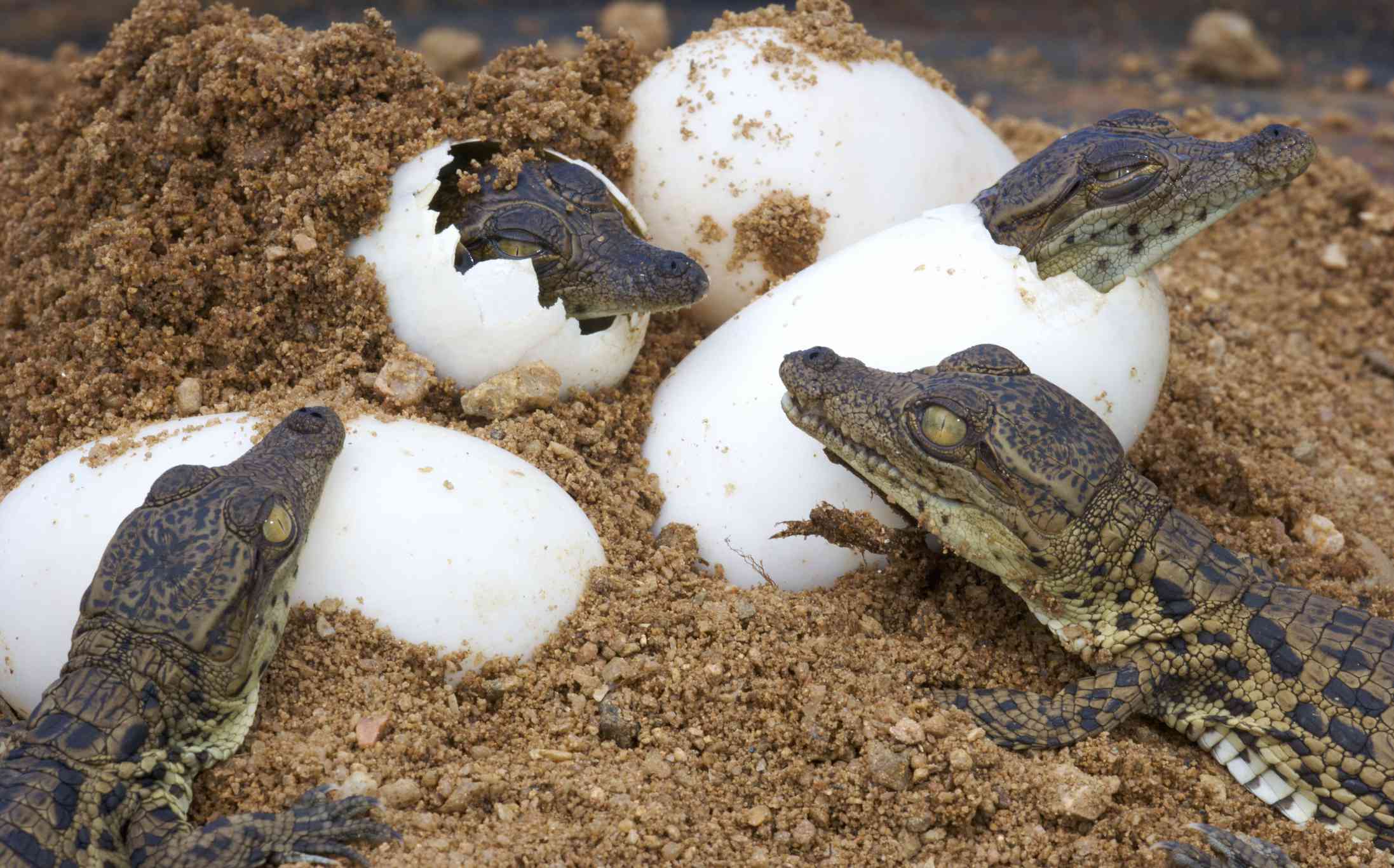 鳄龟能长多大多重（鳄龟有哪几种分别能长到多少公分）-第8张图片