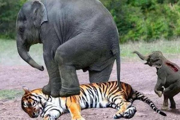 能杀老虎的四种动物（打败老虎的克星是什么动物）-第1张图片