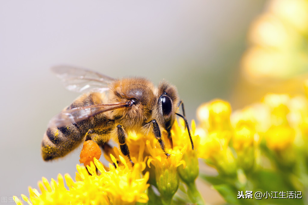 蜜蜂围着人飞是好事吗（蜜蜂总跟着人飞预示什么意思）-第1张图片