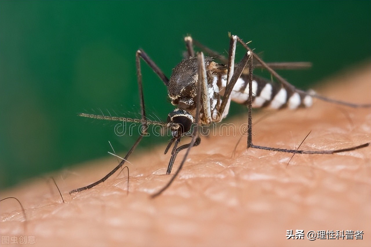 为什么蚊子不灭绝（不能把蚊子全部灭绝的真实原因）-第1张图片