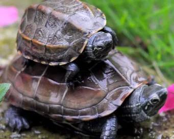 中华草龟能长多大多重（中华草龟长得快吗寿命有多长）-第4张图片