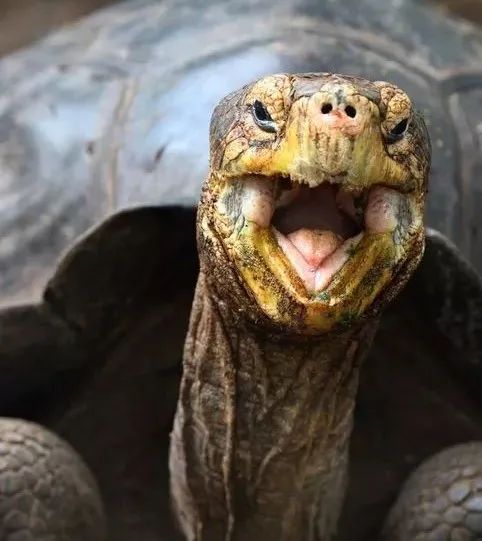 乌龟有没有牙齿和舌头（乌龟没有舌头是怎么吃东西的）-第3张图片