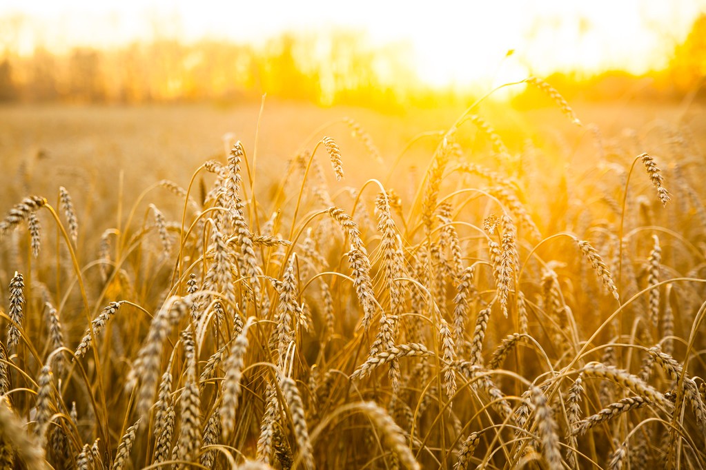 世界小麦产量排名前十（世界各国小麦产量排行榜第一的国家）-第5张图片
