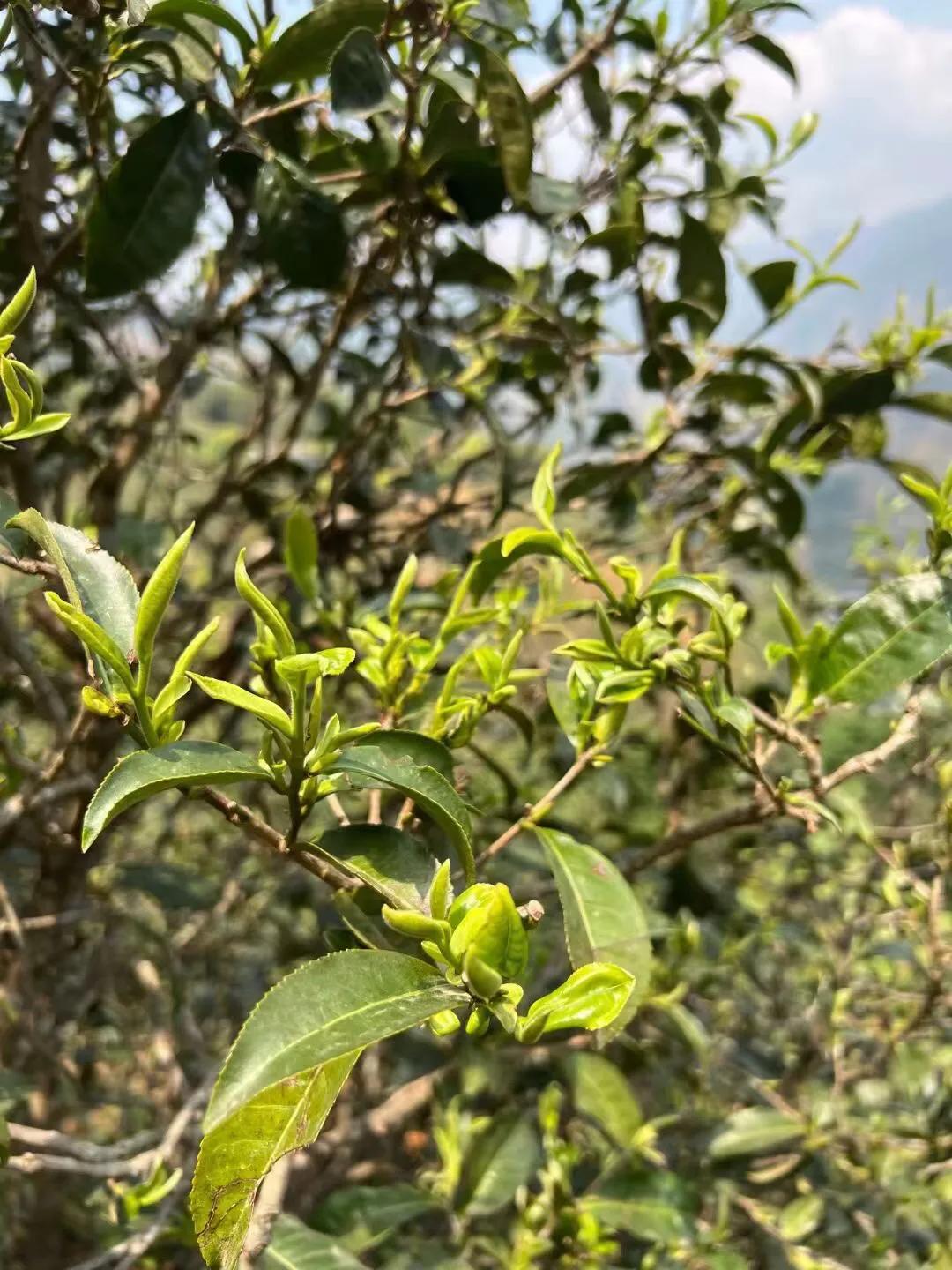 冰岛五寨是哪五寨（冰岛五寨盛产什么样的茶叶好喝吗）-第3张图片