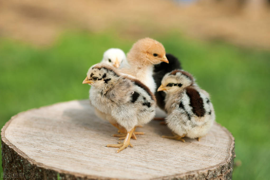 芦丁鸡家庭养殖方法介绍（ 芦丁鸡到底是什么物种）-第9张图片