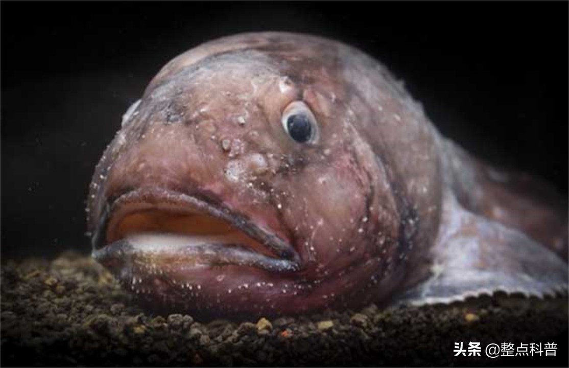 世界上最丑的鱼叫什么名字（最丑的水滴鱼是什么样子图片）-第8张图片