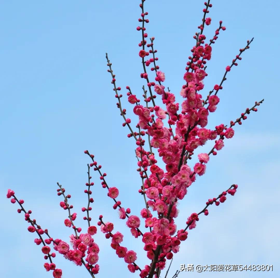 中国十大最漂亮的花是什么（让人惊艳的十种中国名花）-第10张图片
