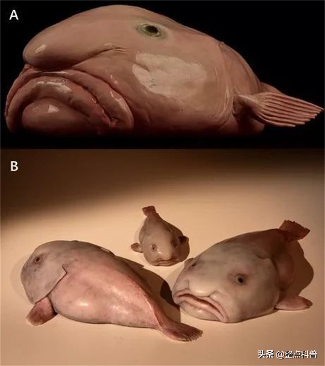 世界上最丑的鱼叫什么名字（最丑的水滴鱼是什么样子图片）-第6张图片