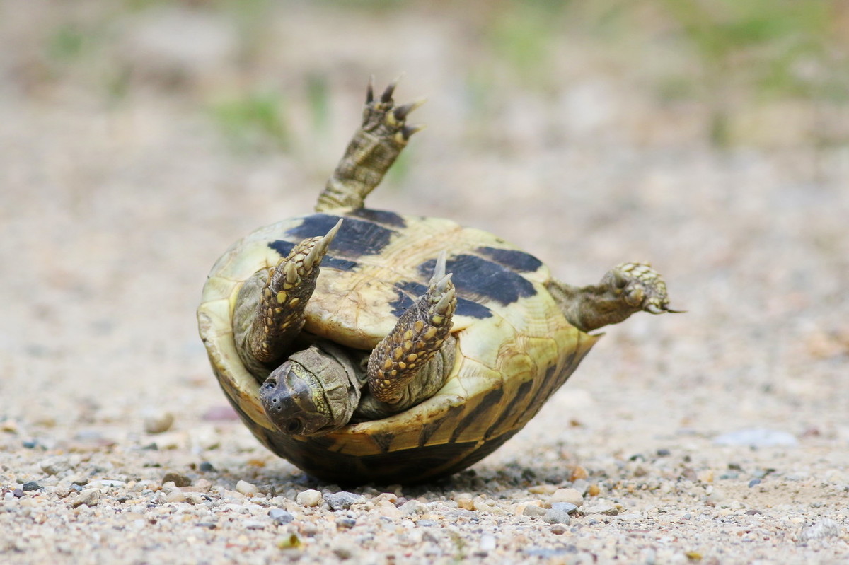 乌龟公母怎么分辨（如何清楚分辨乌龟是雄性还是雌性）-第6张图片