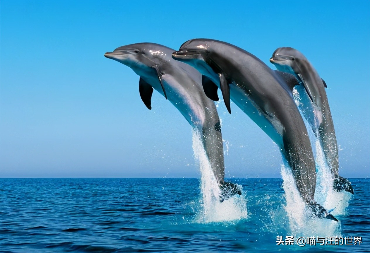 海豚的特点和生活特征（海豚的特点和外貌简单介绍）-第1张图片