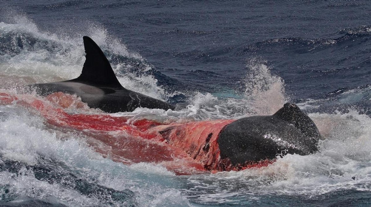 海洋中虎鲸和蓝鲸谁厉害（虎鲸想要猎杀蓝鲸容易吗）-第9张图片
