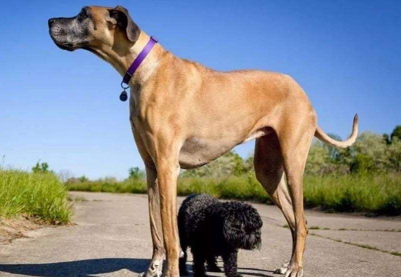 世界上最大的狗叫什么名字（体型巨大的狗有多重图片）-第5张图片