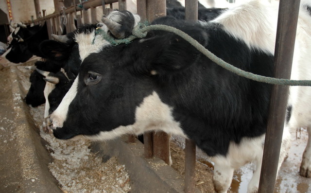 养牛的利润与成本计算（农村开养殖肉牛的农场挣钱吗）-第5张图片