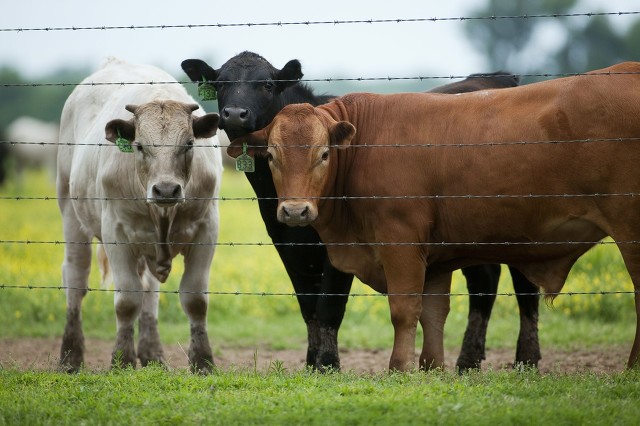 养牛的利润与成本计算（农村开养殖肉牛的农场挣钱吗）-第7张图片