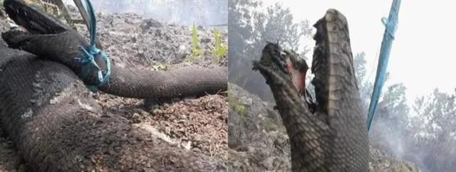 世界上最大的蟒蛇有多大（最厉害巨型蟒蛇的名字与样子）-第6张图片