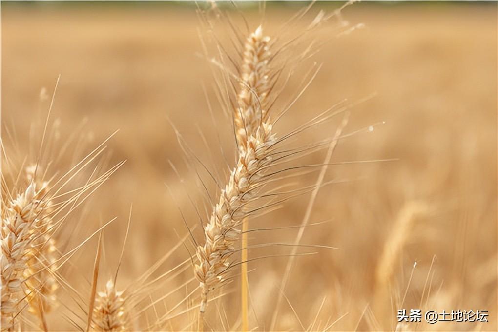 麦子什么时候成熟,麦子一般几月份收获-第3张图片