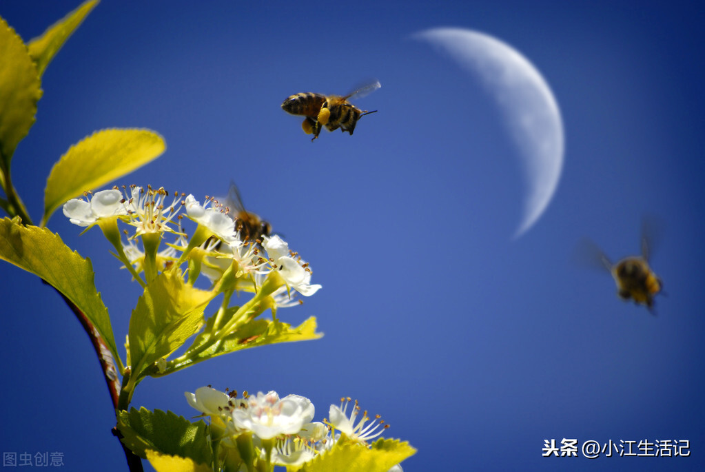 蜜蜂围着人飞是好事吗（蜜蜂总跟着人飞预示什么意思）-第5张图片