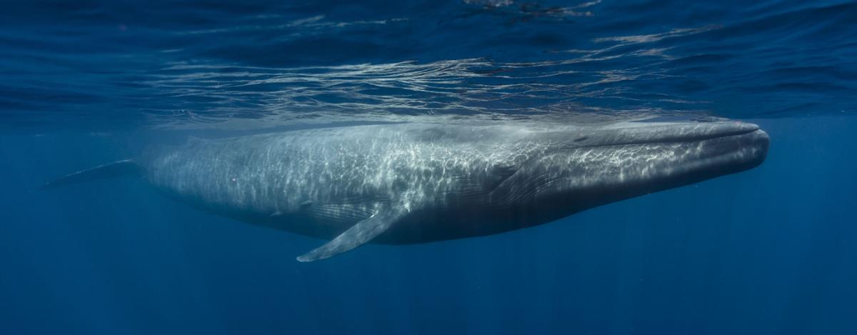 海洋中虎鲸和蓝鲸谁厉害（虎鲸想要猎杀蓝鲸容易吗）-第1张图片