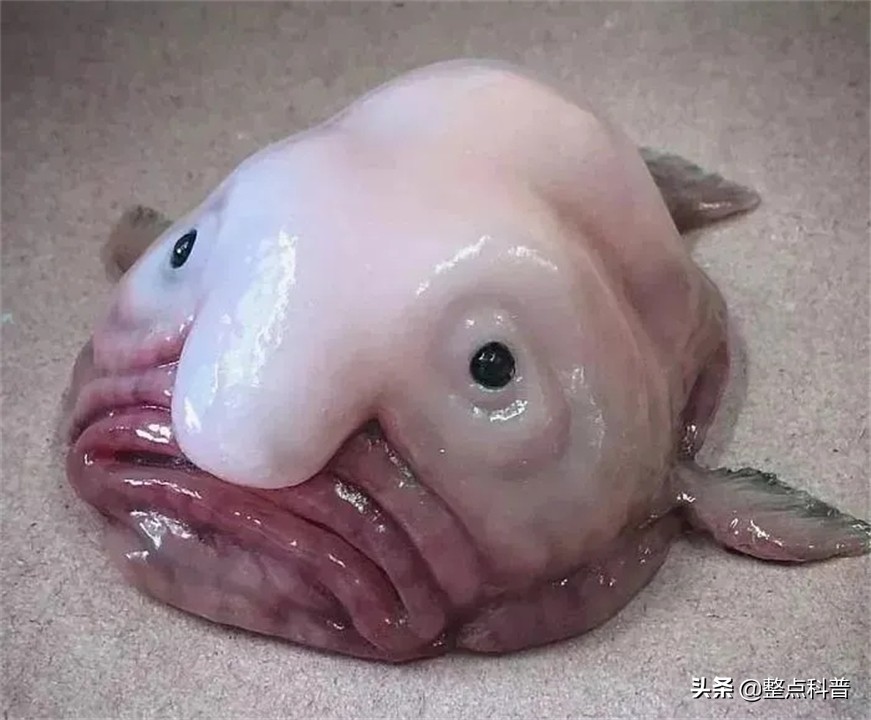 世界上最丑的鱼叫什么名字（最丑的水滴鱼是什么样子图片）-第1张图片