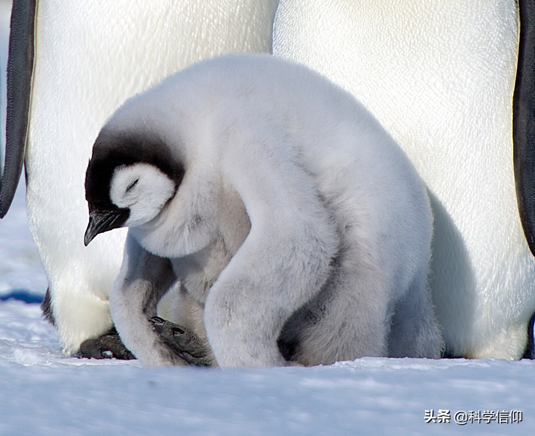 北极有没有企鹅的原因（为什么企鹅不在北极而在南极生活）-第1张图片