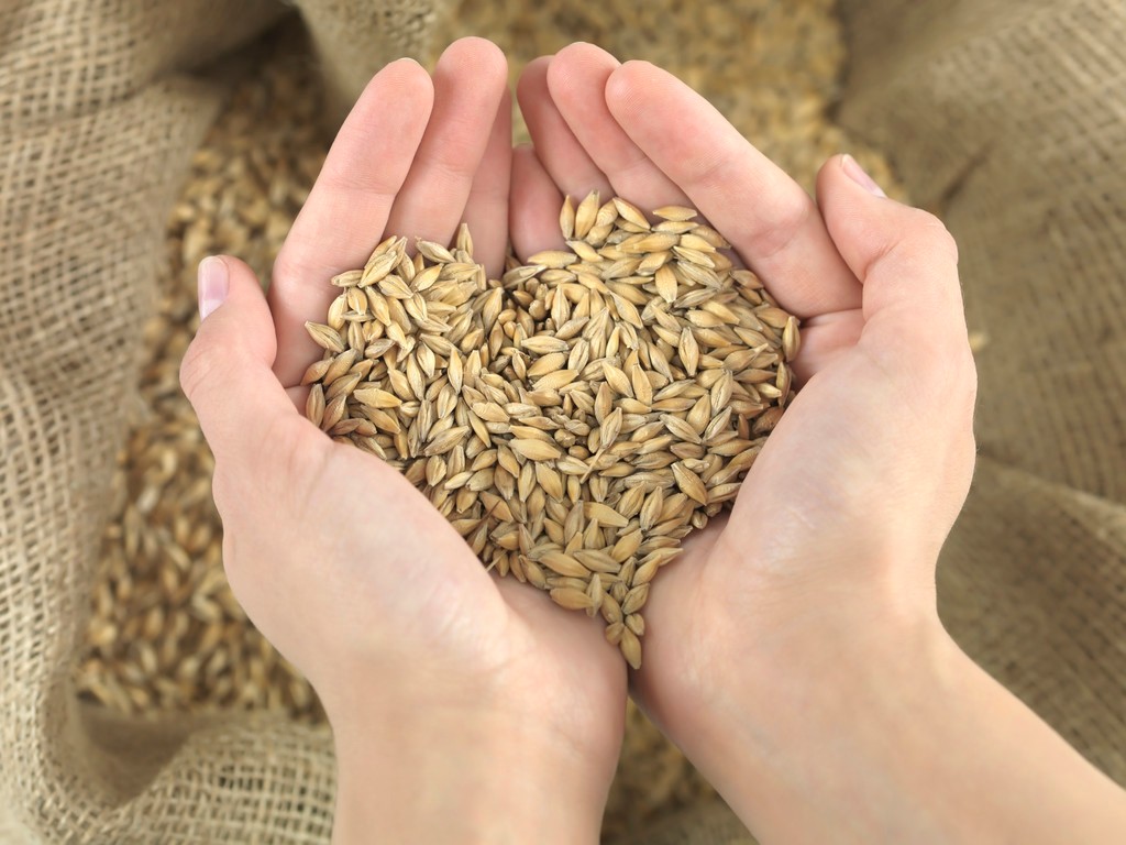 世界小麦产量排名前十（世界各国小麦产量排行榜第一的国家）-第7张图片