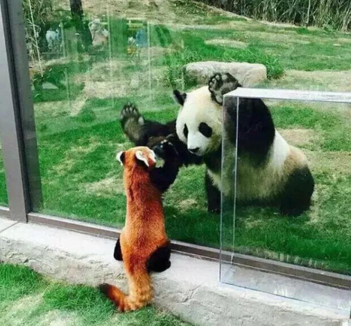 国宝大熊猫是什么类别的动物（我国大熊猫属于哪类的动物）-第4张图片