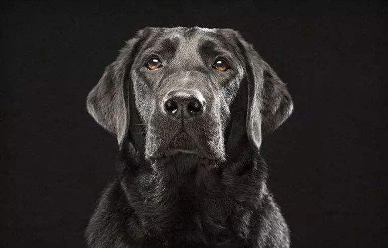 女生适合养的护卫犬（适合女生养的大型有颜值的护卫犬）-第1张图片