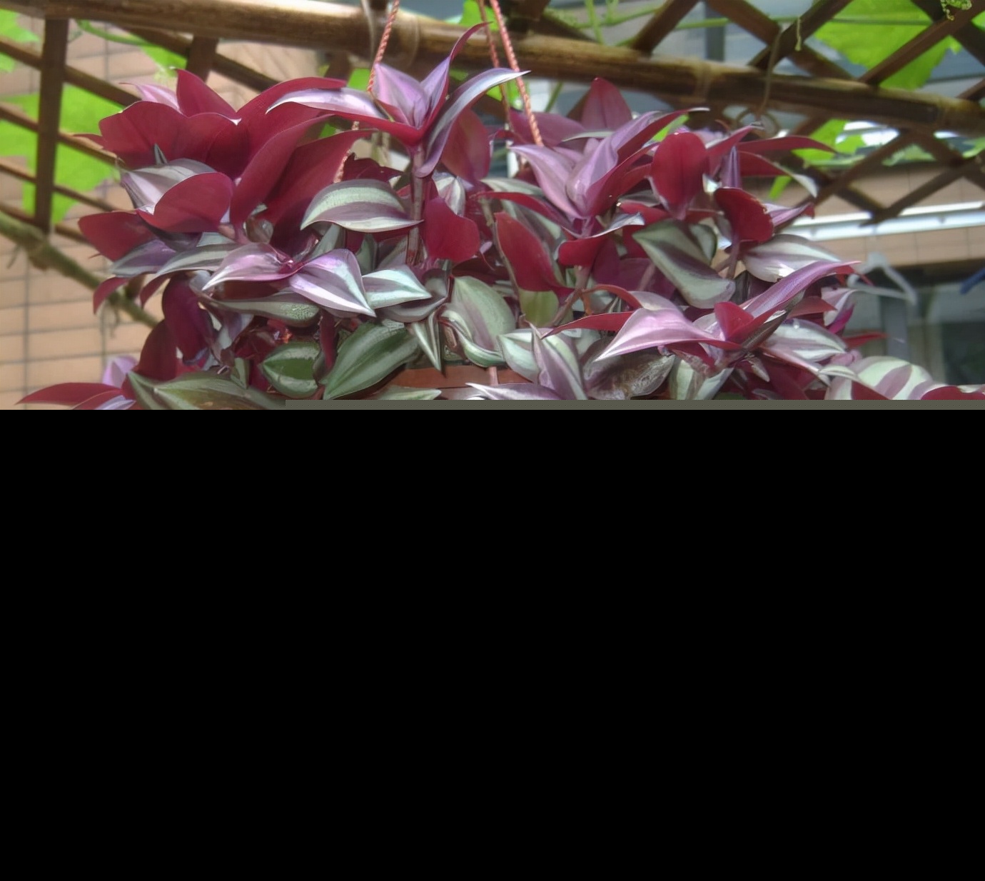 常见紫色的花有哪些（紫色花朵的花名都叫什么名字）-第49张图片