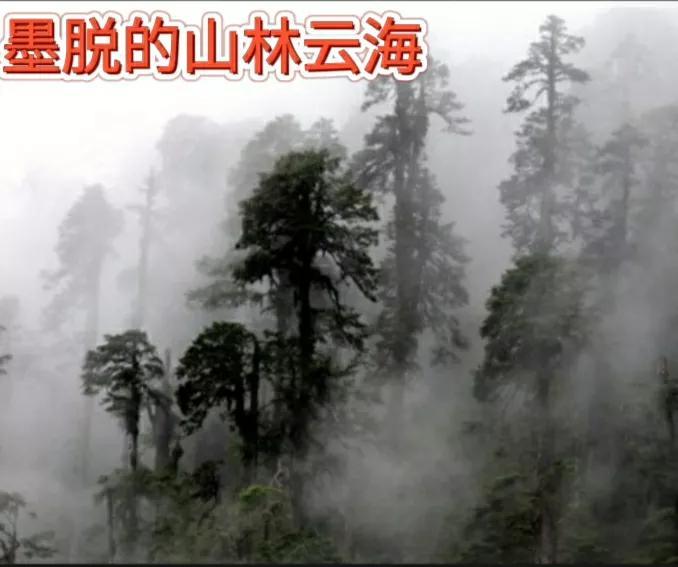 墨脱海拔高度是多少米（中国边境城市墨脱的基本情况介绍）-第3张图片