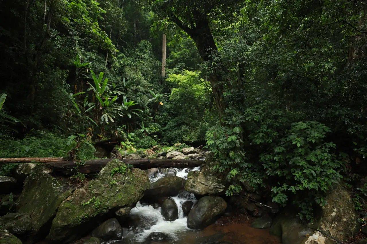 热带雨林的环境（热带雨林里的宏观和微观生态环境特征）-第4张图片