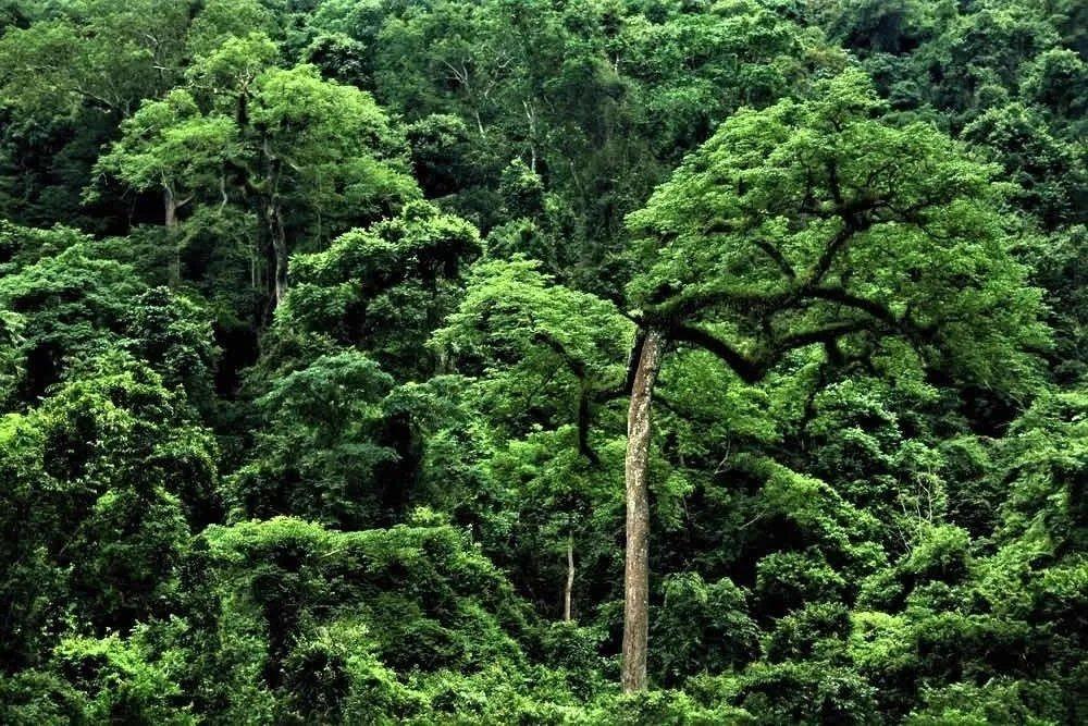 热带雨林的环境（热带雨林里的宏观和微观生态环境特征）-第11张图片