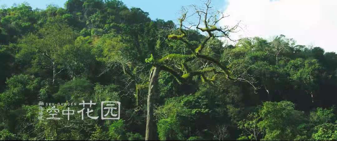 热带雨林的环境（热带雨林里的宏观和微观生态环境特征）-第13张图片
