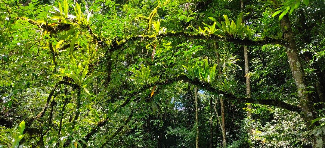 热带雨林的环境（热带雨林里的宏观和微观生态环境特征）-第17张图片