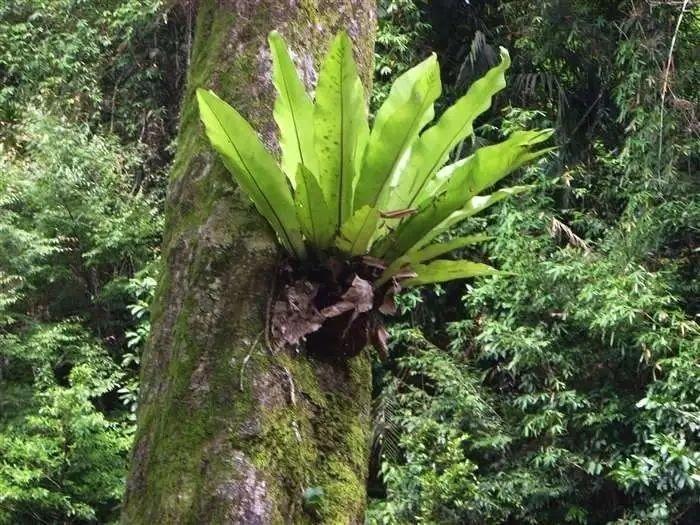 热带雨林的环境（热带雨林里的宏观和微观生态环境特征）-第18张图片