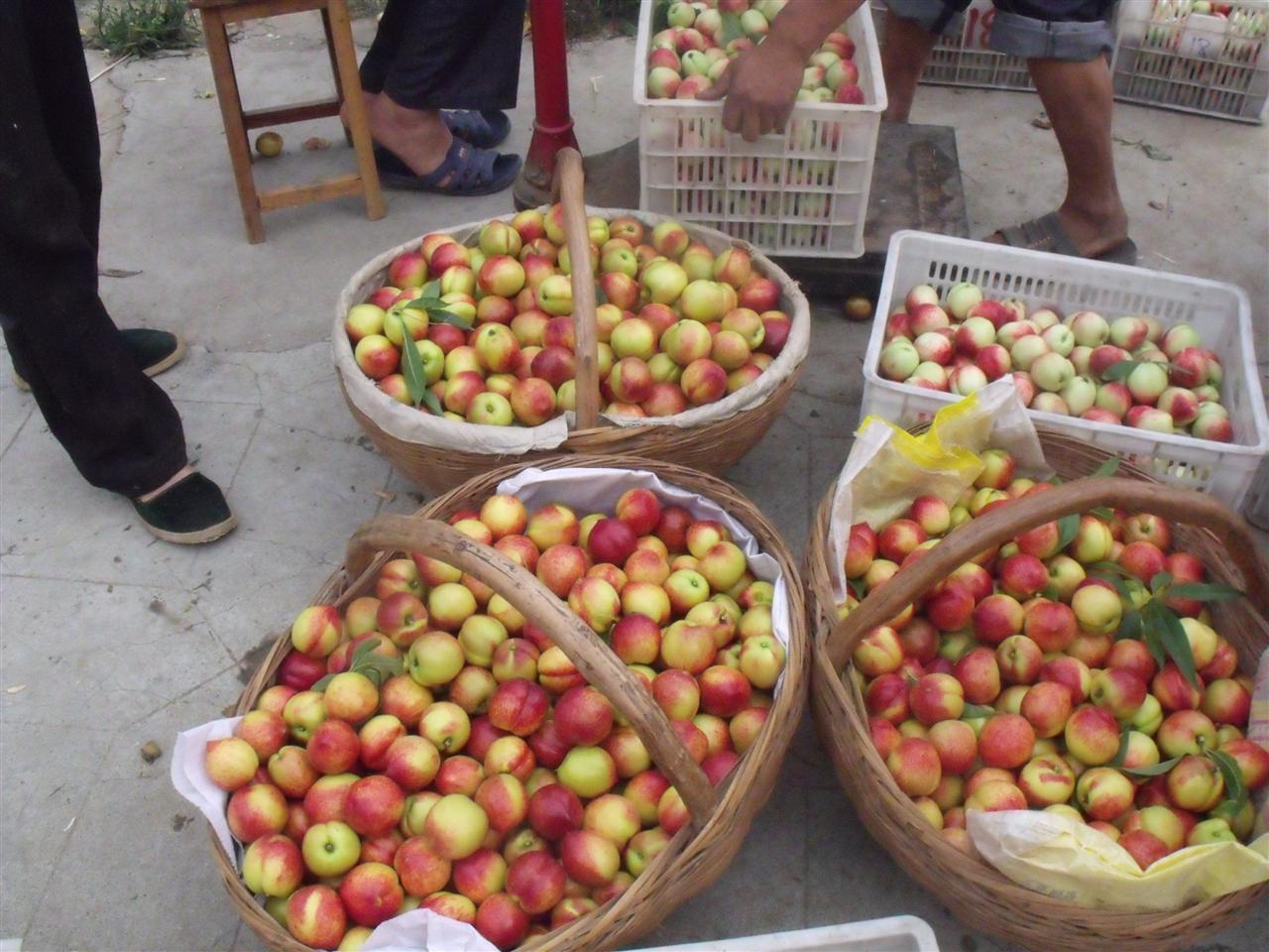 油桃季节是几月份（5月正当季的油桃价格却跌破2元）-第1张图片