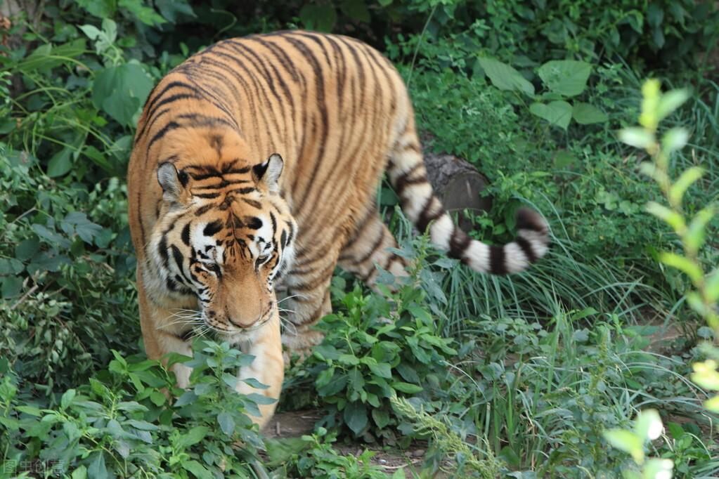 老虎的别称都有什么美名（老虎竟然还有18种之多别名）-第8张图片