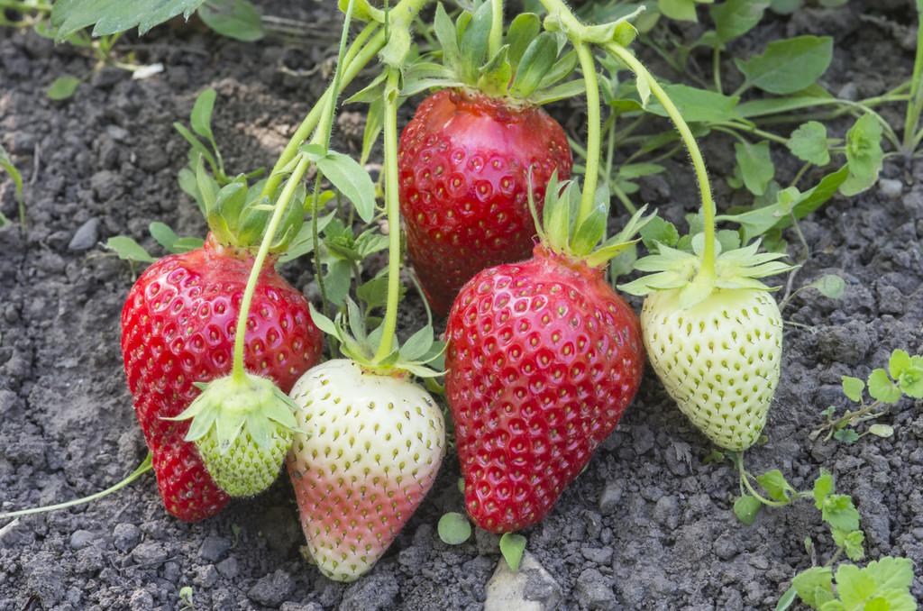 草莓的生长环境和条件（种植草莓适合生长的环境与土壤要求）-第1张图片