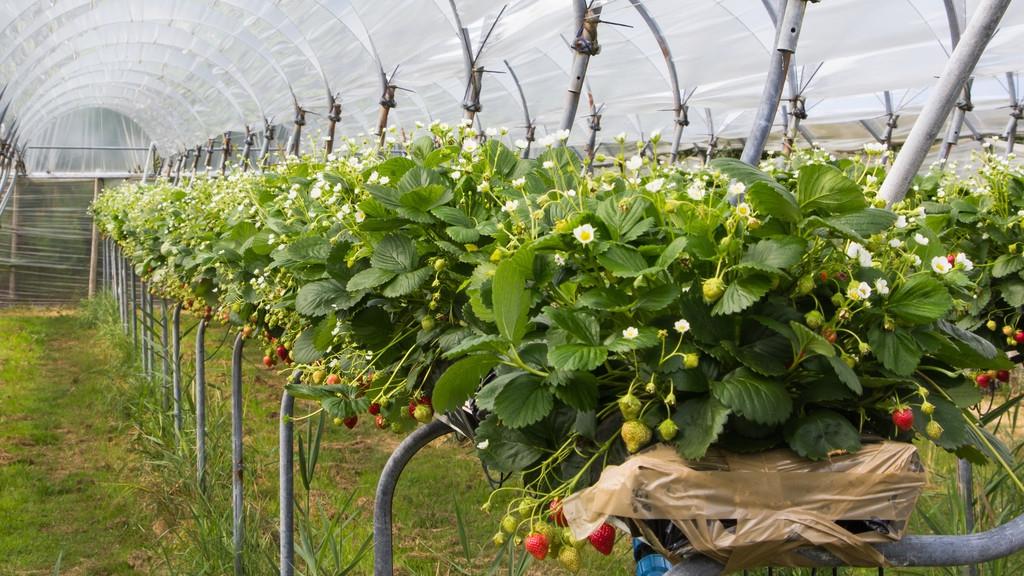 草莓的生长环境和条件（种植草莓适合生长的环境与土壤要求）-第2张图片