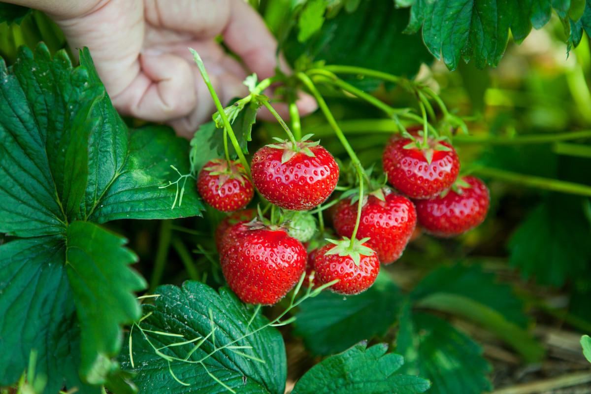 草莓的生长环境和条件（种植草莓适合生长的环境与土壤要求）-第3张图片