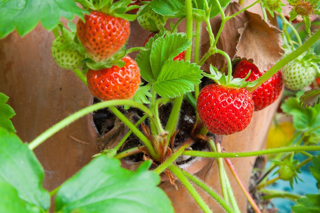 草莓的生长环境和条件（种植草莓适合生长的环境与土壤要求）-第4张图片