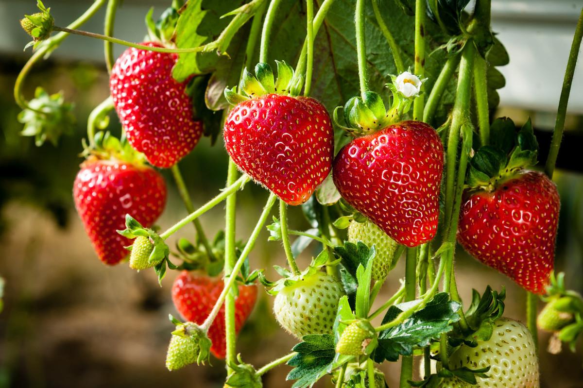 草莓的生长环境和条件（种植草莓适合生长的环境与土壤要求）-第5张图片