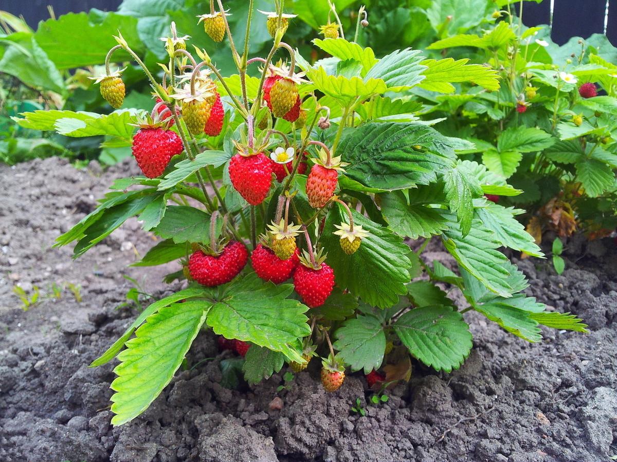 草莓的生长环境和条件（种植草莓适合生长的环境与土壤要求）-第6张图片