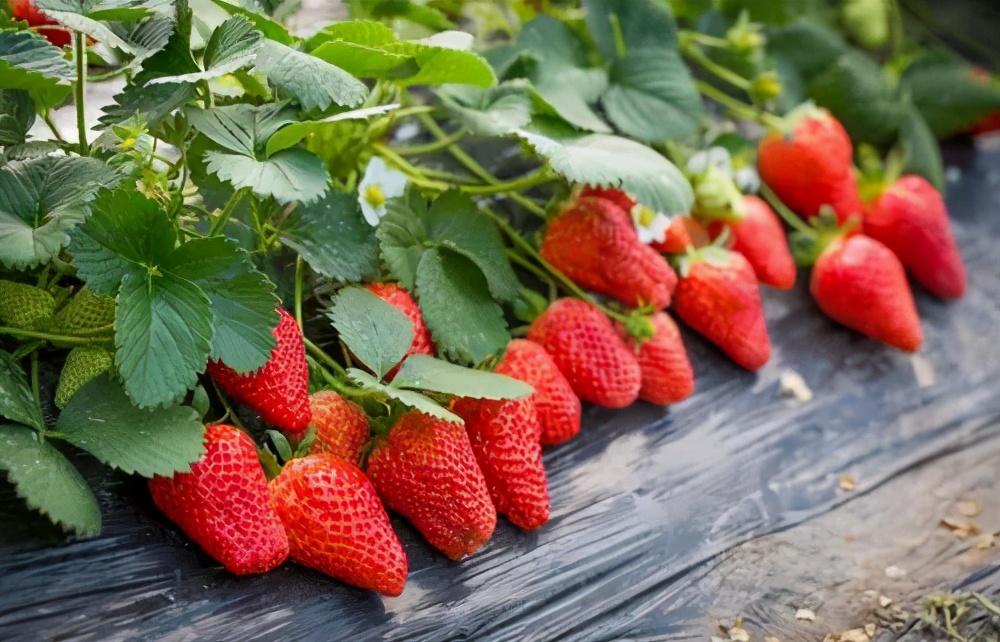 草莓的生长环境和条件（种植草莓适合生长的环境与土壤要求）-第7张图片
